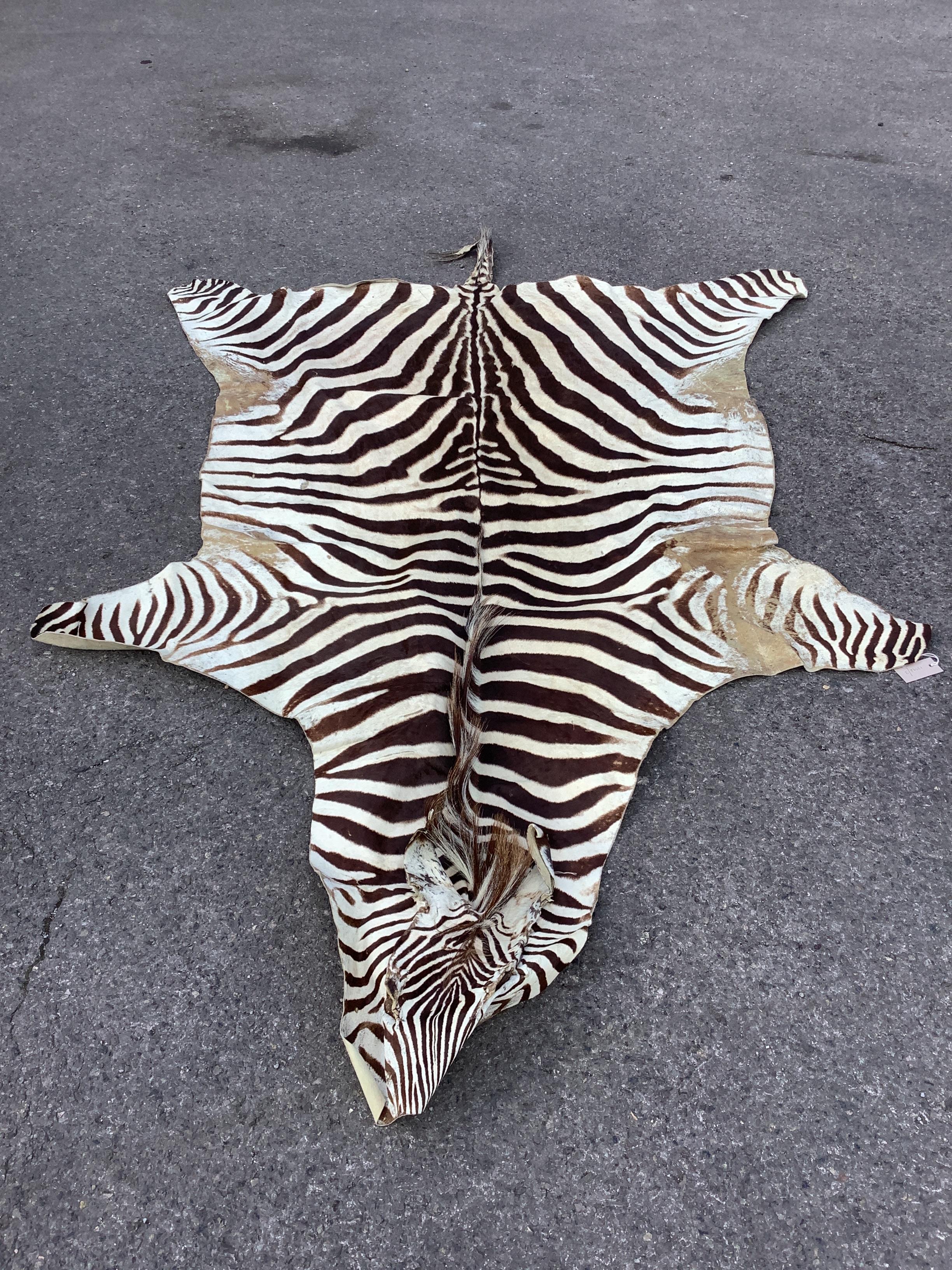 A zebra skin rug, 240 x 162cm